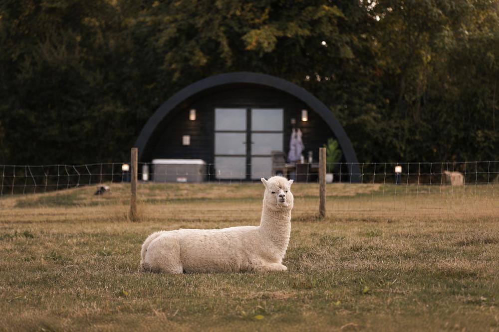 An alpaca grazing near The Hog Hut at dusk