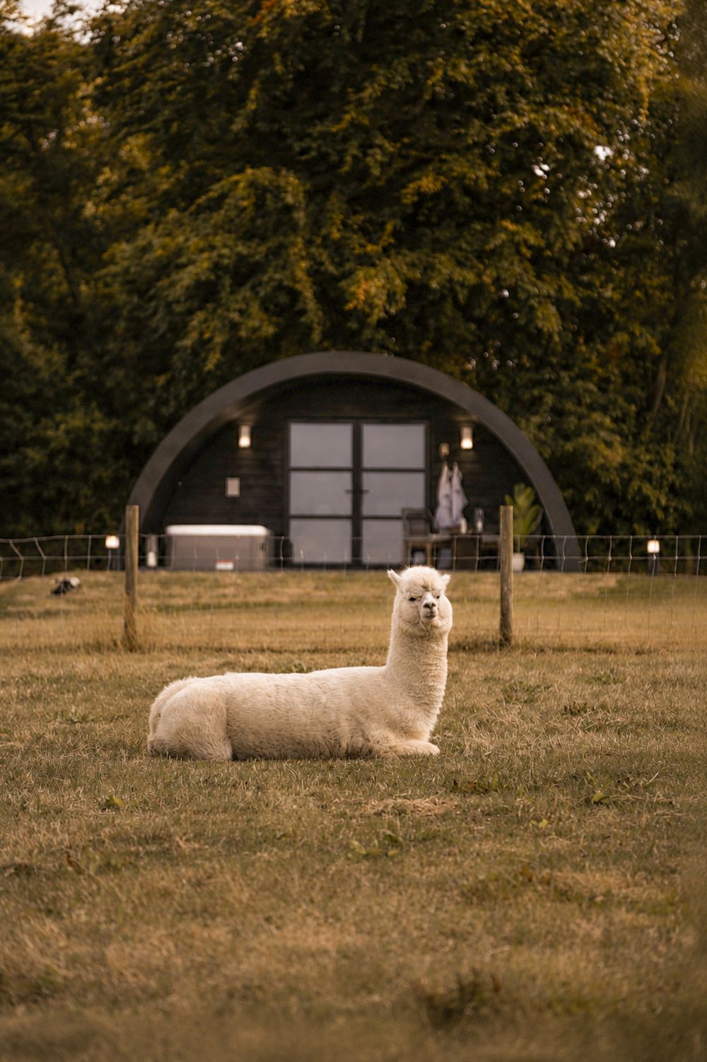 One of Pantcefn's resident alpacas grazing in the field beside the pods